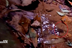 广东发现全球新物种 网友:说实话长得有点丑