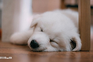 萨摩耶幼犬图片可爱壁纸