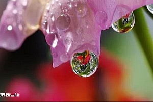 清晨花朵上的露水清晰桌面壁纸