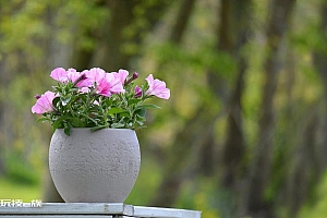 盆栽矮牵牛花图片