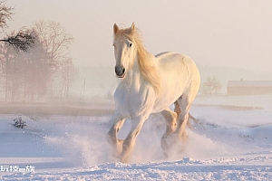 白马在雪地上奔跑图片