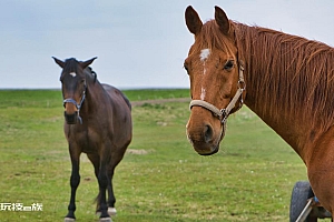 草原棕色马匹特写高清壁纸