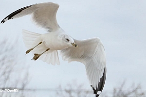 飞翔的海鸥壁纸图片
