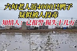 老人养的鸭子被投毒损失十几万:老人田间放声大哭