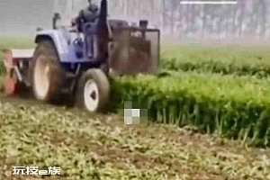 疫情交通梗阻成蔬菜滞销重要因素:蔬菜直接毁在地里
