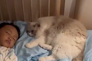 猫咪不停抓被子被吵醒发现孩子生病 喵喵队立大功