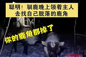 驯鹿晚上领着主人去找自己脱落的鹿角 它竟然知道这个有用