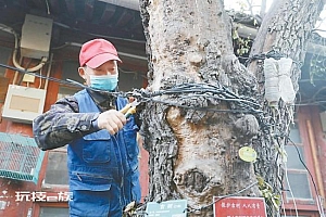 北京一棵110年古树上被拉电线晾衣服?马上解绑!