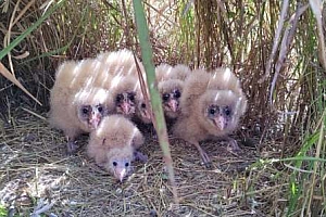 百香果园里发现6只猴面鹰宝宝:面部扁平,似猴脸