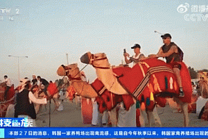卡塔尔游客多到骆驼加班,工作量暴涨50倍