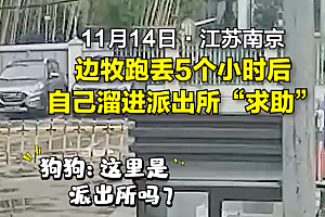 边牧跑丢5个小时溜进派出所求助 边牧:我主人失踪了