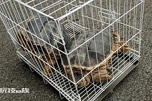 上海一对夫妻花5000多元买“乌龟”欲放生 民警:住手吧!