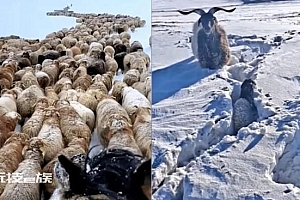 极寒天气致新疆阿勒泰7名工人遇难 风吹雪造成部分路段积雪厚度达1米以上