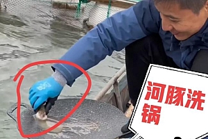男子煎完鱼拿河豚洗锅 网友:这只河豚承受了所有