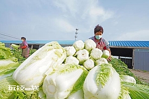 蔬菜滞销 疫情下的物流梗阻怎么治 各地行动有高招