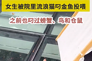 女生2天没出门猫咪叼金鱼投喂 小猫:两脚兽为啥这么久不来