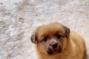 狗狗因主人没帮忙而生气!狗勾:人家再也不要理你了