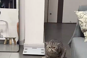 10斤的猫20斤的反骨!表情跟后jio都在用力了