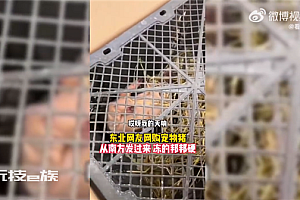 东北市民网购宠物猪收到已冻僵,网友:残忍,活物本来就不方便快递