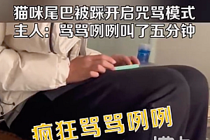 猫咪不慎被踩尾巴开启咒骂模式 网友:我家猫说骂的真脏