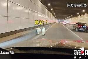 重庆烤羊店两只羊出逃被找回当吉祥物:看起来很可爱