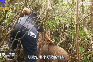 深圳一公园1只百余斤野猪被困:已救出,伤的不重