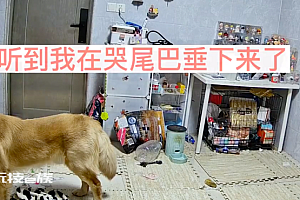 女子发烧5天崩溃大哭狗子担心踱步 大金毛,他只是不会说话而已!