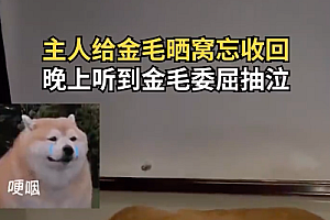主人给狗晒窝忘收回狗子委屈哭泣 狗子:家被偷了!