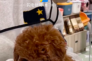 女子买猫粮抽中一只泰迪 狗:我竟然是买猫粮送的?哭了!