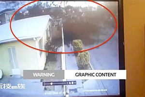 大量候鸟瞬间离奇死亡:场面惊人,视频慎点!