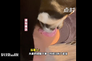 主人晒狗舔伤口视频被网友催打疫苗:大家不要效仿