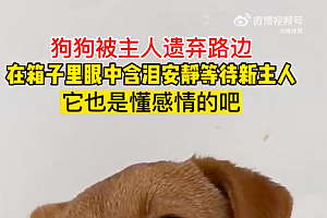 狗狗被主人遗弃路边含泪等待新主人 主人太坏了!