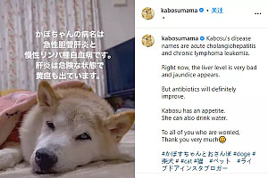 全球最著名的柴犬病了,是最流行的表情包,也是币圈大佬