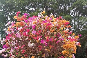 元旦祝福语句子简短  元旦新年祝福语短信问候语大全
