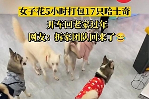 女子打包17只哈士奇回老家过年 开宠物店创业失败