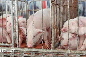 官方:今后一个时期猪价波动是必然,生猪养殖可能亏损