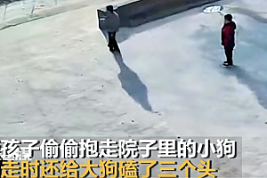 男孩抱走小狗给大狗磕3个头:大狗和小狗没有血缘关系 看来是白磕了