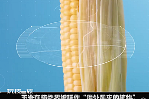 为什么玉米被称为“末日作物” 玉米究竟藏着多少秘密等待人类挖掘呢