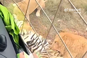动物园老虎被3只狮子围攻撕咬 官方回应:老虎经抢救无效死亡