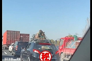 两只狗狗被安置在车顶上回家过年,网友笑评:真的冻成狗了