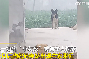 小狗被抱养一个月狗妈妈突然出现 见狗妈妈撒腿飞奔的样子真治愈
