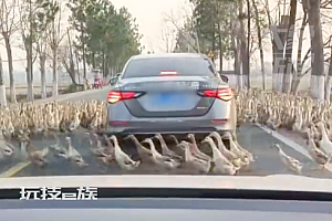 小轿车被几百只鸭子围住转圈圈 后面司机怎么也没想到是这么堵车的!鸭群摆阵!