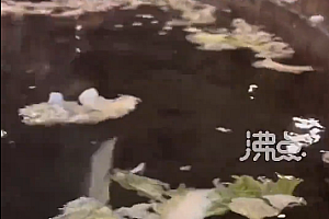 酒店推出火锅浴温泉池漂满白菜茄子,还有苹果浴、柚子浴,这样的温泉你会泡吗?