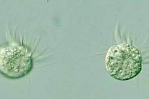 科学家首次发现专吃病毒生物 对食物链有了新认识