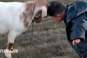 回村的第一批10后已开始“顶羊”了 这才是过年才是童年吧
