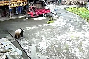 四川雅安大熊猫下山进村溜达 村民本以为是大花狗