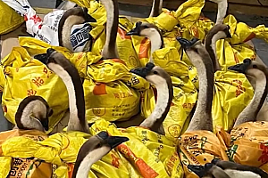 公司发大鹅当年货 员工:放公司很吵 大家都很开心