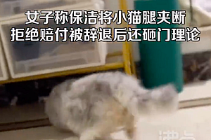 保洁夹断猫腿与宠主就赔偿争执 保姆强势拒不承认不赔偿