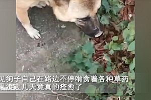 男子和自家狗子同时染病狗子自己找草药吃很快痊愈,男子傻眼了我还咳呢