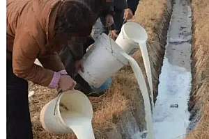 多地出现倒奶杀牛现象 专家建议尽快落实相关政策缓解这一困局